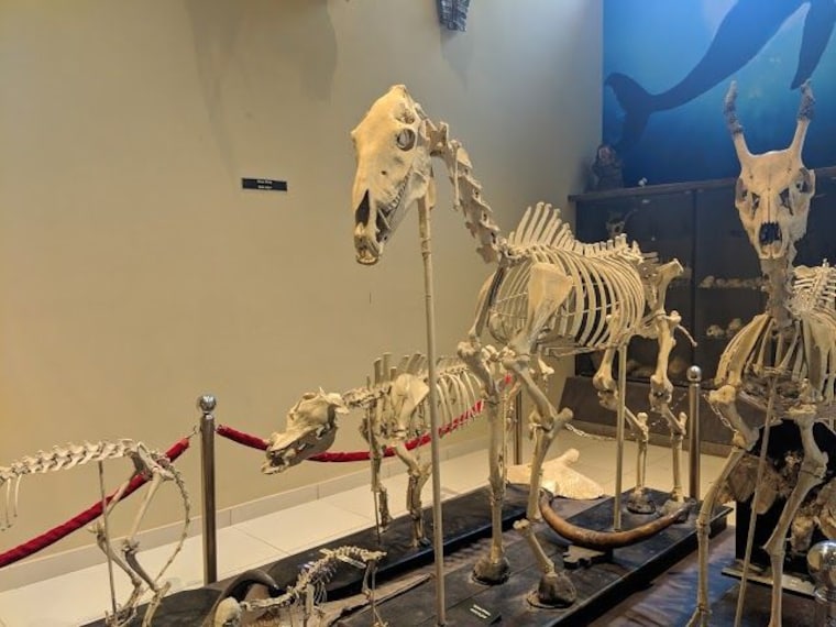 St_Aloysius Chapel-4